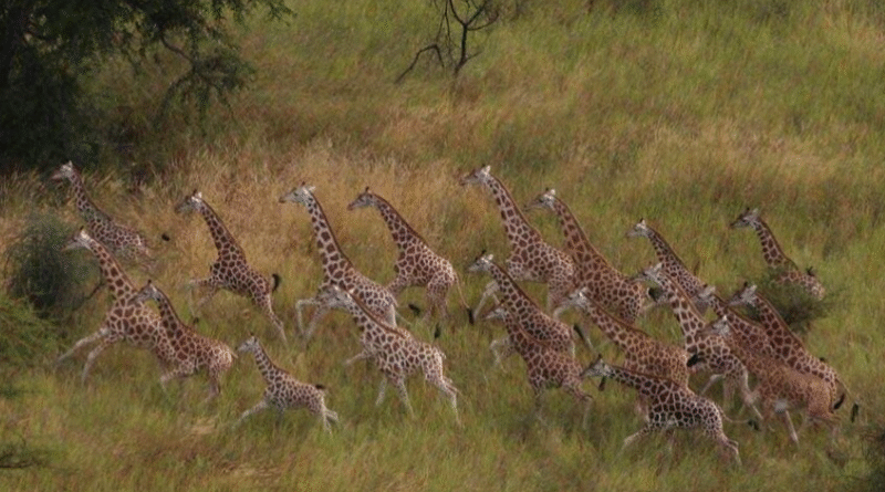 Gambela National Park Overview