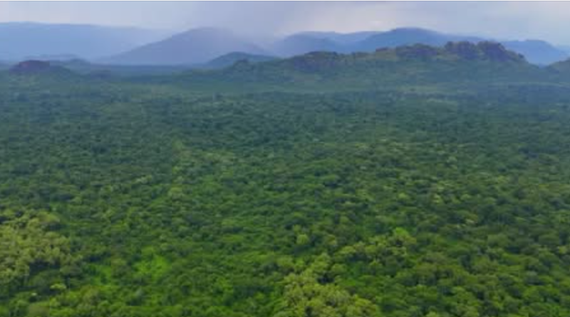 Response to the article “The Anywaa Biosphere Reserve: Land Appropriation in the Shadow of Silence” by Pam Chuol Joack